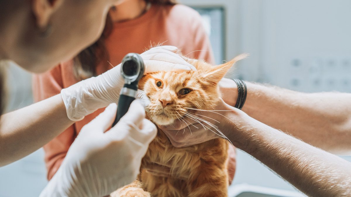Compassionate Animal Hospital & Veterinarian in Greer, SC