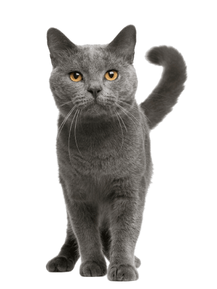cat standing up looking at owner