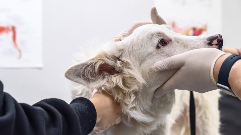 Vet treating a dog at an animal hospital