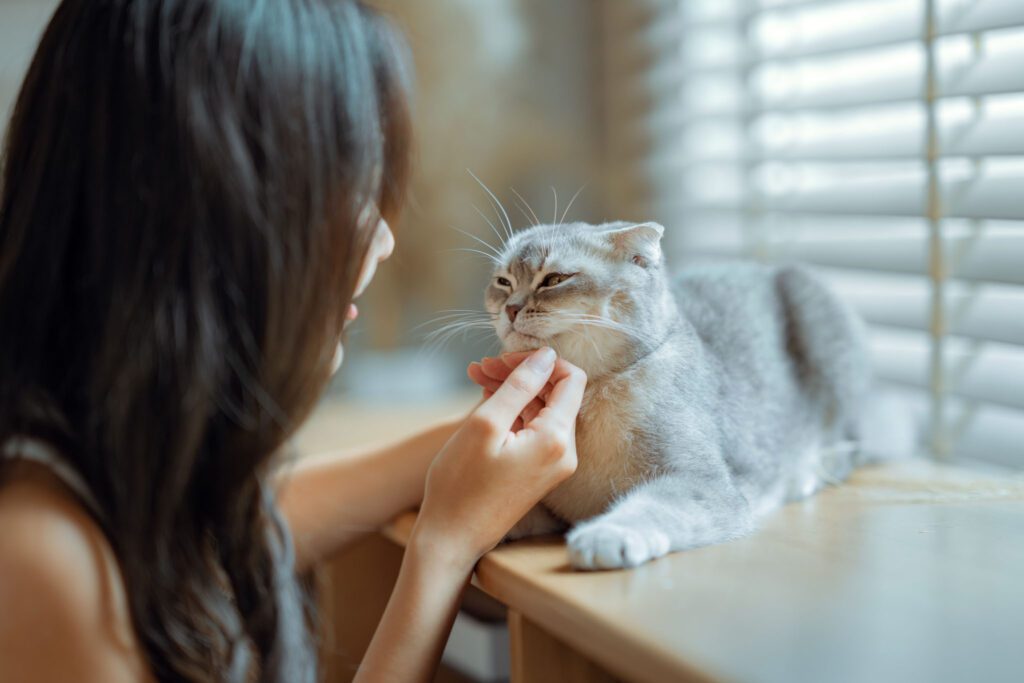 Happy Scottish fold cat cat lovely comfortable sleeping by the woman stroked by woman's hand in living room at home, Adorable domestic pet concept.